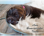 Small Photo #4 Newfoundland Puppy For Sale in MADISON, WI, USA