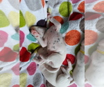 Small Photo #3 Dalmatian Puppy For Sale in ROGERS, MN, USA