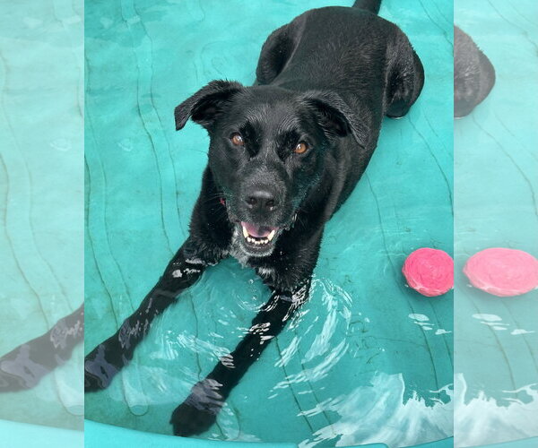 Medium Photo #10 Labrador Retriever-Unknown Mix Puppy For Sale in Rockaway, NJ, USA