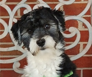Havanese Puppy for sale in WINSTON SALEM, NC, USA