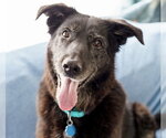 Cardi - Female Shepradors Dog for Adoption - Small photo