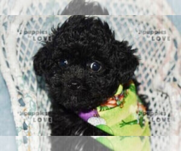 Medium Photo #7 Poodle (Toy) Puppy For Sale in SANGER, TX, USA