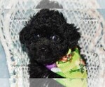 Small #6 Poodle (Toy)