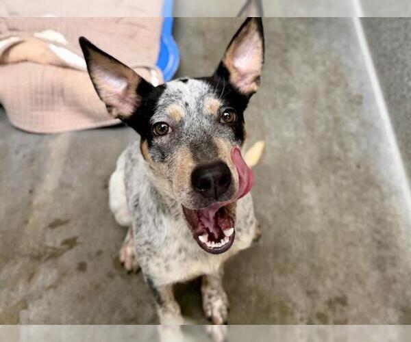 Medium Photo #1 Mutt Puppy For Sale in Santa Rosa, CA, USA