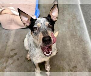 Mutt Dogs for adoption in Santa Rosa, CA, USA