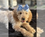 Small Photo #25 Goldendoodle mix (+ Poodle Miniature) Puppy For Sale in MENIFEE, CA, USA