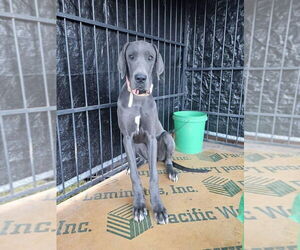 Great Dane Dogs for adoption in Bullard, TX, USA