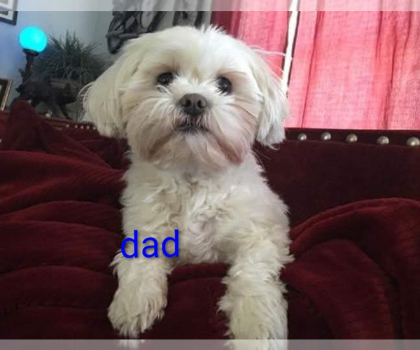 Medium Photo #1 Mal-Shi-Poodle (Toy) Mix Puppy For Sale in WOBURN, MA, USA
