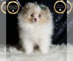 Puppy Chai AKC Pomeranian