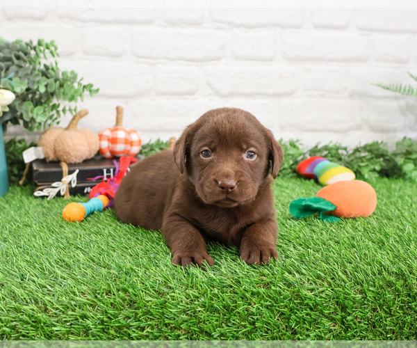 Medium Photo #4 Labrador Retriever Puppy For Sale in SYRACUSE, IN, USA