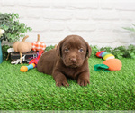 Small #3 Labrador Retriever