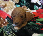 Puppy Crumb Miniature Labradoodle