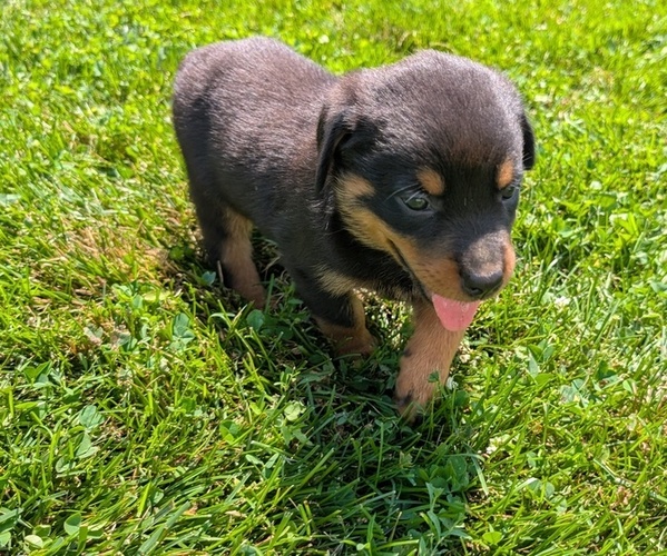 Medium Photo #9 Rottweiler Puppy For Sale in GOSHEN, IN, USA