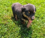 Small #8 Rottweiler