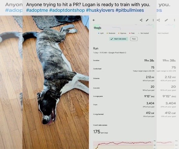 Medium Photo #10 American Pit Bull Terrier-Saint Bernard Mix Puppy For Sale in Germantown, OH, USA