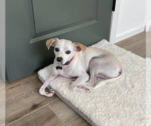 Chihuahua-Unknown Mix Dogs for adoption in phoenix, AZ, USA