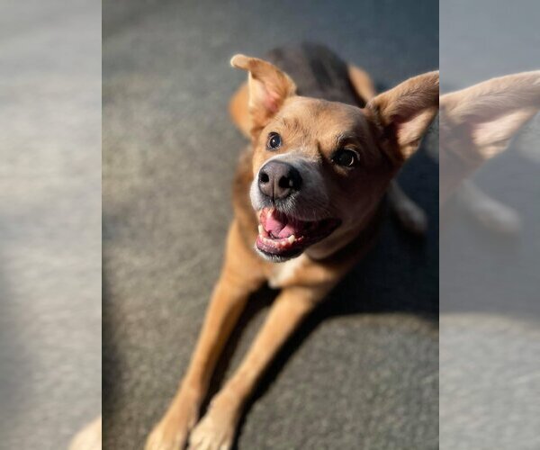 Medium Photo #4 Mutt Puppy For Sale in Lockport, NY, USA