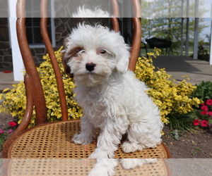 Cavapoo Puppy for sale in SHILOH, OH, USA
