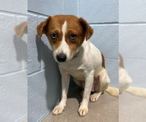 Beagle-Unknown Mix Dogs for adoption in Naples, FL, USA