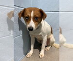 Small Beagle Mix