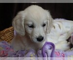 Puppy Royce English Cream Golden Retriever