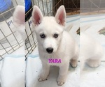 Small Photo #1 Siberian Husky Puppy For Sale in CROYDON, NH, USA