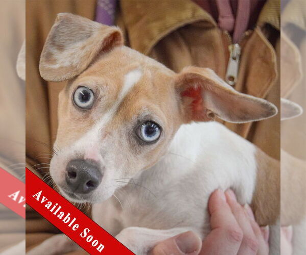 Medium Photo #1 Italian Greyhound-Unknown Mix Puppy For Sale in Huntley, IL, USA