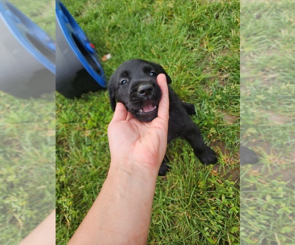 Medium Photo #1 Labrador Retriever Puppy For Sale in GRAND JUNCTION, CO, USA