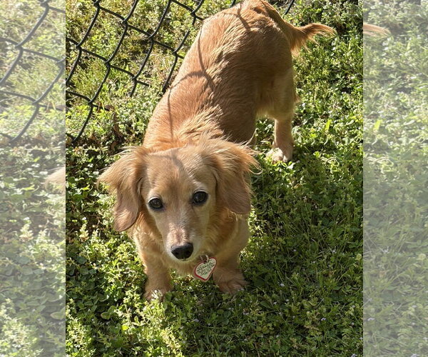 Medium Photo #9 Dachshund Puppy For Sale in Shelbyville, TN, USA