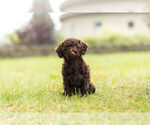 Puppy 13 Poodle (Toy)