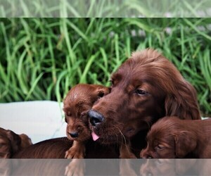 Irish Setter Puppy for sale in PARIS, MI, USA