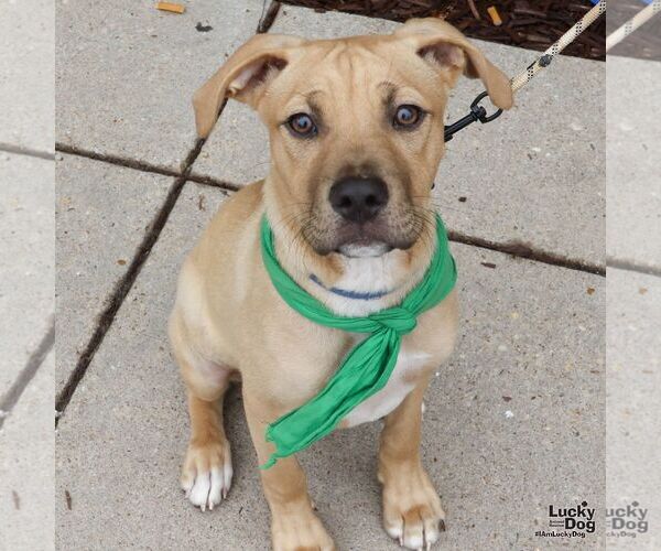 Medium Photo #4 Mutt Puppy For Sale in Washington, DC, USA