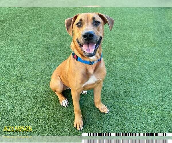 Medium Photo #1 Black Mouth Cur Puppy For Sale in West Palm Beach, FL, USA