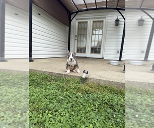 American Bully Puppy for sale in INDIANAPOLIS, IN, USA