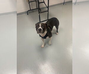 American Pit Bull Terrier-Pointer Mix Dogs for adoption in St. Cloud, FL, USA