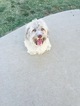 Small Photo #1 Havanese Puppy For Sale in AUBREY, TX, USA