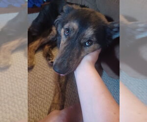 River - Female German Shepherd Dog Dog for Adoption - Photo #3