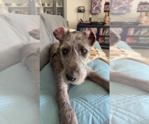 Medium Photo #6 Great Dane-Unknown Mix Puppy For Sale in Bullard, TX, USA