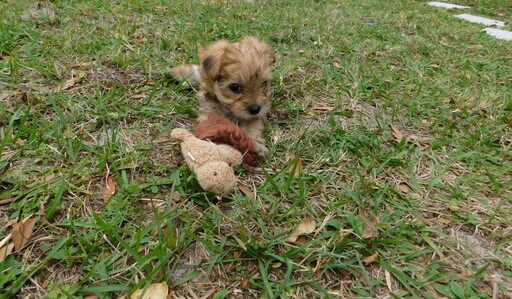 Medium Photo #2 Morkie Puppy For Sale in ORLANDO, FL, USA