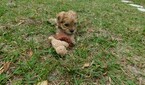 Small Photo #2 Morkie Puppy For Sale in ORLANDO, FL, USA