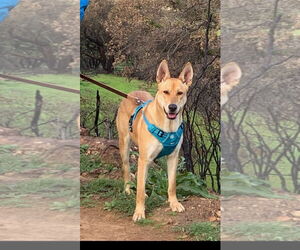 DIXIE - Female Carolina Dog Dog for Adoption - Photo #5