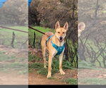 Small #4 Carolina Dog