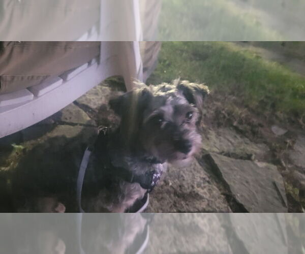 Medium Photo #4 Poodle (Miniature)-Unknown Mix Puppy For Sale in Mundelein, IL, USA