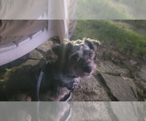 Cicero - Male Poodle (Miniature)-Unknown Mix Dog for Adoption - Photo #4