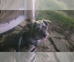 Small Photo #4 Poodle (Miniature)-Unknown Mix Puppy For Sale in Mundelein, IL, USA