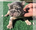 Small Photo #33 French Bulldog Puppy For Sale in PLACERVILLE, CA, USA