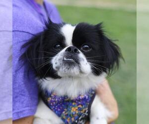 Shih Tzu-Unknown Mix Dogs for adoption in San Antonio, TX, USA