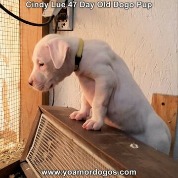 Medium Photo #67 Dogo Argentino Puppy For Sale in PINEVILLE, MO, USA