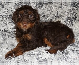 Miniature Labradoodle Puppy for sale in LA HABRA, CA, USA