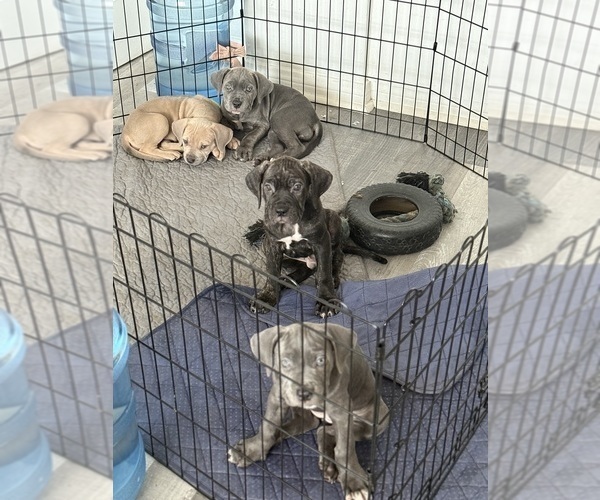 Medium Photo #1 Cane Corso Puppy For Sale in COMPTON, CA, USA
